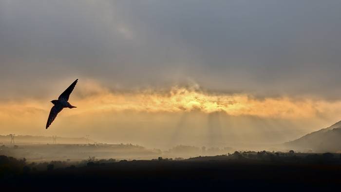 Hodeiek desagertzera joko dute