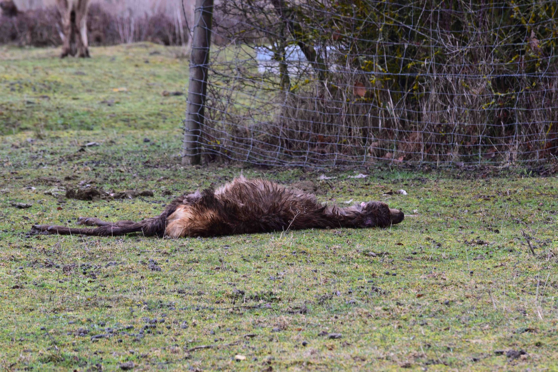 Animalien kontrako tratu txarrak salatu dituzte Salburuko oreinen heriotzan