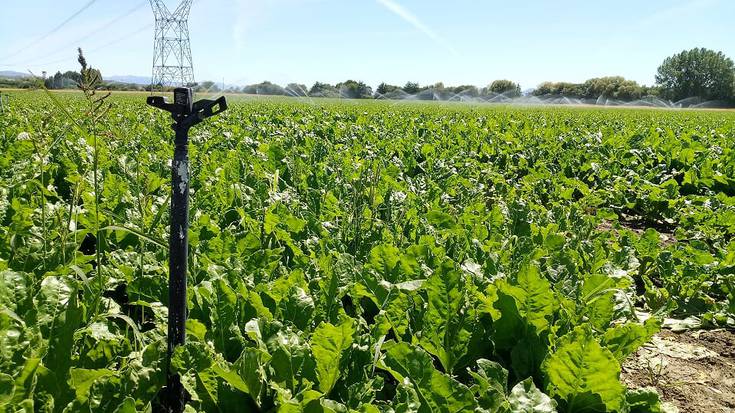 Hiriko ur zikinen jarraipen berdea