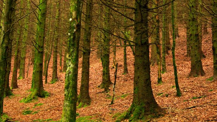 Biomasa erabiliko dute Gasteizko udal galdarak berotzeko