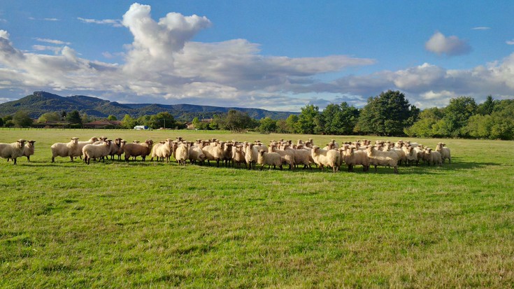 3 serotipoa Asparrenera eta Arraia-Maeztura iritsi da