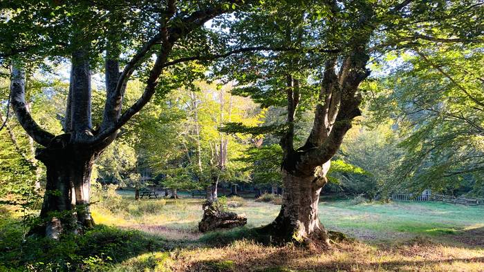 Eki, tarteka-marteka