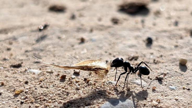 Gaurko lana, eguzkipean