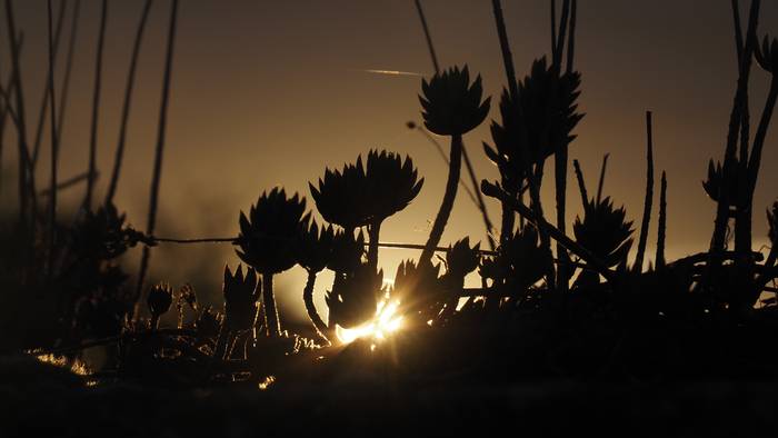 Bi abisu hori, batera