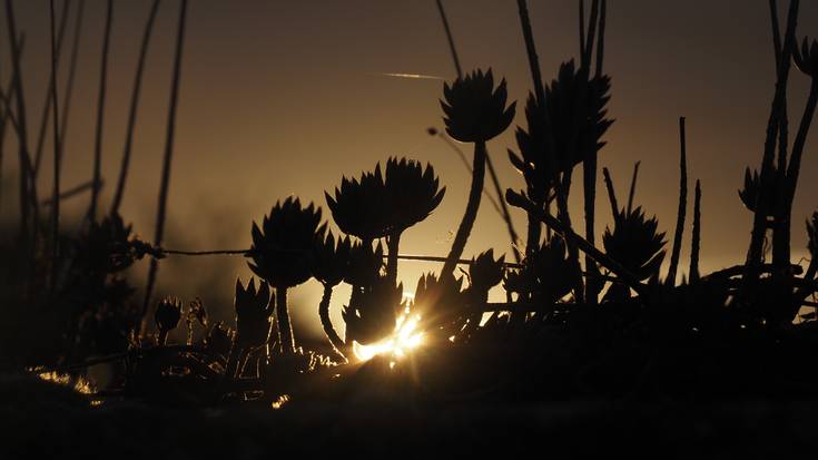 Bi abisu hori, batera