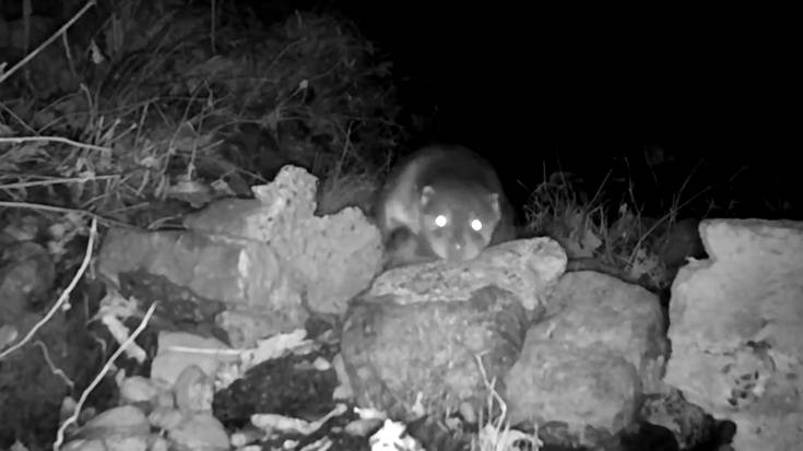 Igaraba baten lehen irudia lortu dute Aiaraldean