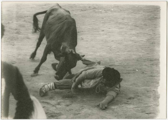 Bigantxak egongo dira Gasteizko jaietan, ganadutegiak berak kudeatuta