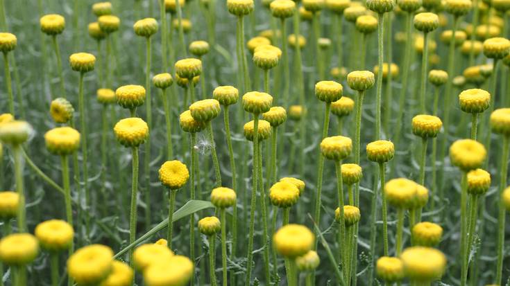 Asteburuan, estaliago