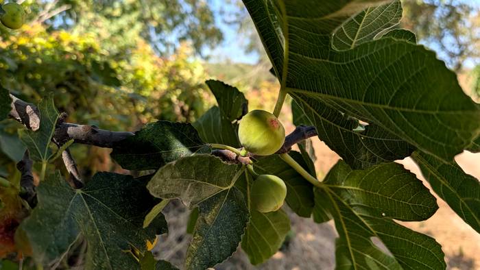 Hodeitsu, goizean baino ez