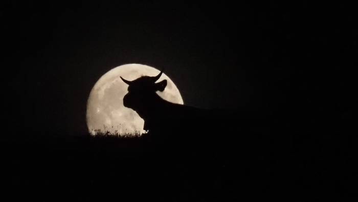 Hamalau abortu gertatu dira behietan, txertaketa baten ondoren