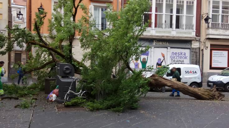 Bodegoi tabernako zuhaitza erori da