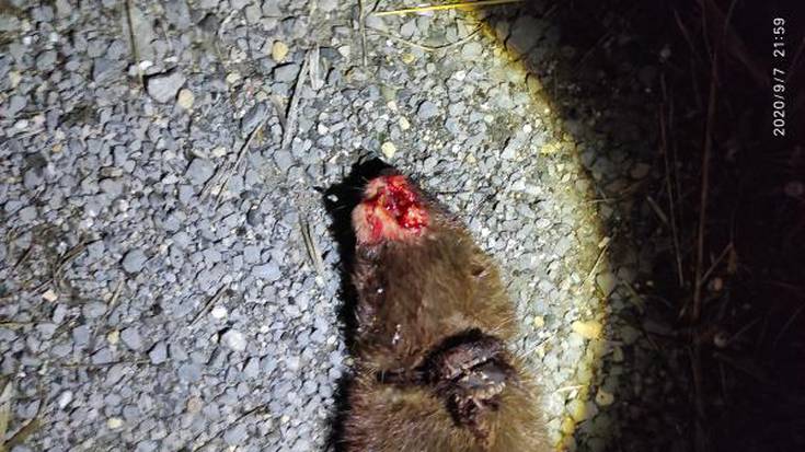 Bisoi europar bat harrapatu eta hil dute Salburua ondoko errepidean