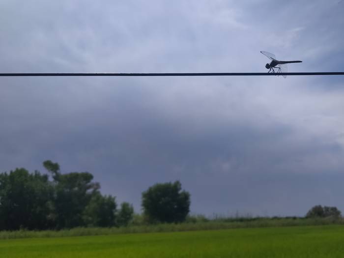 Funanbulista hegalariak