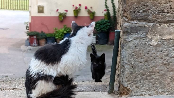 "Zentzugabekeriatzat" jo dute katu koloniak kudeatzeko Eudelen proposamena