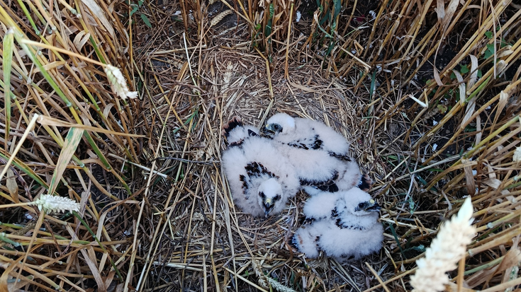 Mirotzen habiak babesteko urteko kanpaina aktibatu dute