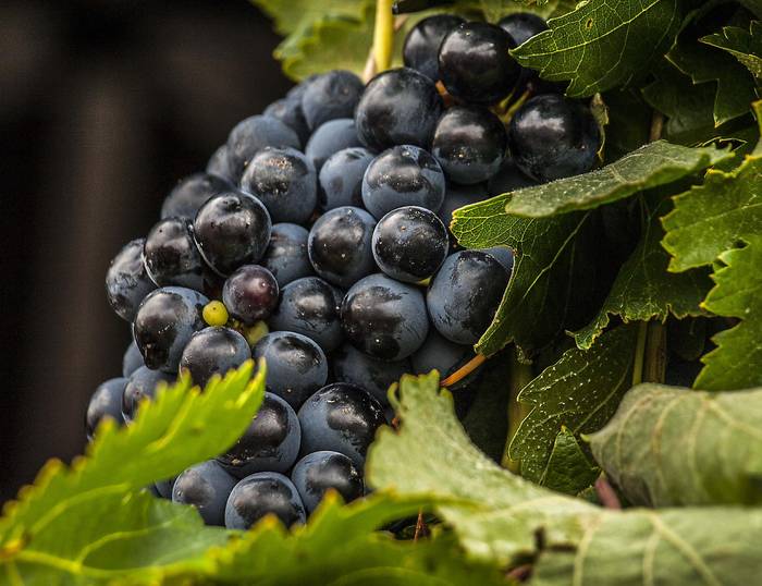 Urtebeteko zigorra Rioja sor-marka uzten duten ekoizleentzat
