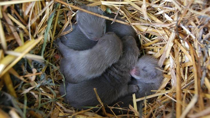 Bisoi europarraren kumaldi bat askatu dute Salburuan