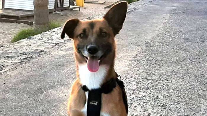 Animalien presentzia baimenduko dute Gasteizko udal ezkontzetan