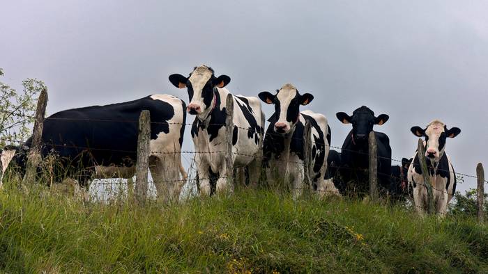Mihi urdinaren aurkako txerto berriak erosiko ditu Arabak
