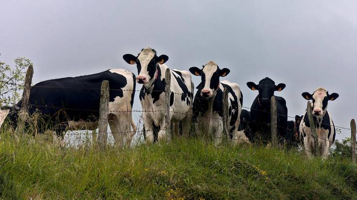 Mihi urdinaren aurkako txerto berriak erosiko ditu Arabak