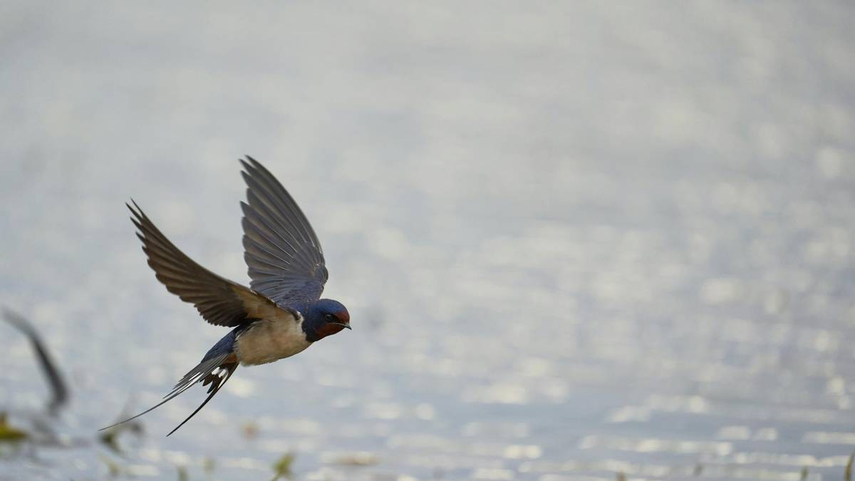 "Gorabeheratsua da enara baten bizitza, izuz betea"