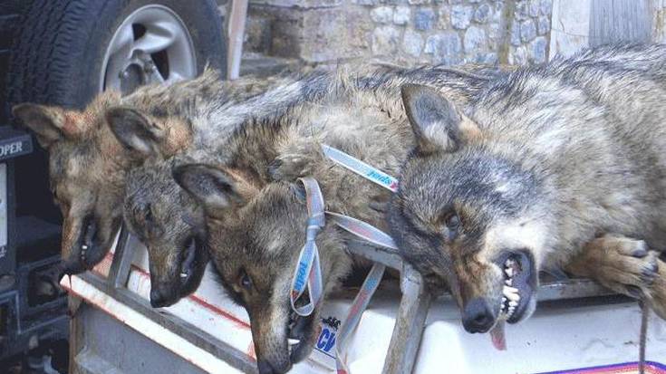 8.000 lagunek baino gehiagok otsoak ez akabatzeko eskatu diote Aldundiari