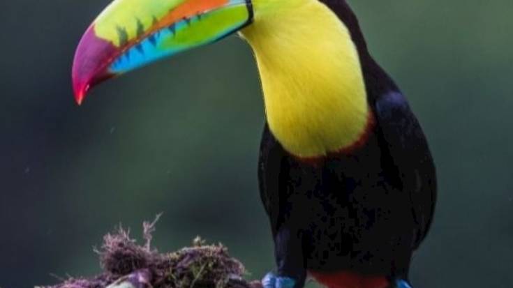 Zaharraz Harro, Tukana: 'Nire Uzkia, Nire Errefusa'