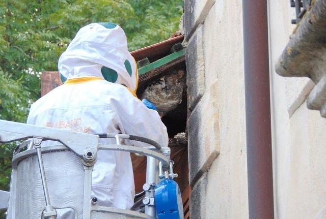 Asiako liztorraren hedapena murriztu da aurten