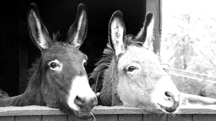 'Arran-erran', Tar Tar kolektiboa