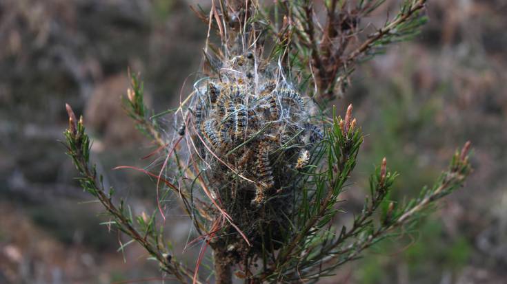 Pinu-beldarraren izurria deklaratu du Aldundiak