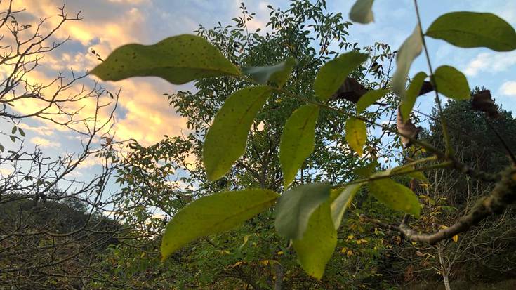 Tenperatura, gorantz