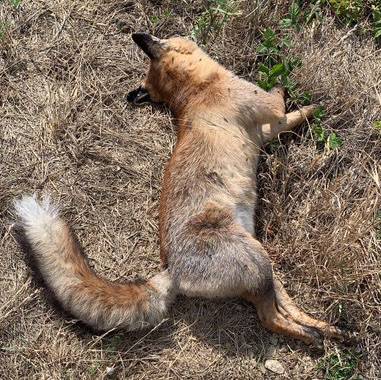 Azeri bat hil da Salburuko hezegune ondoko errepidean