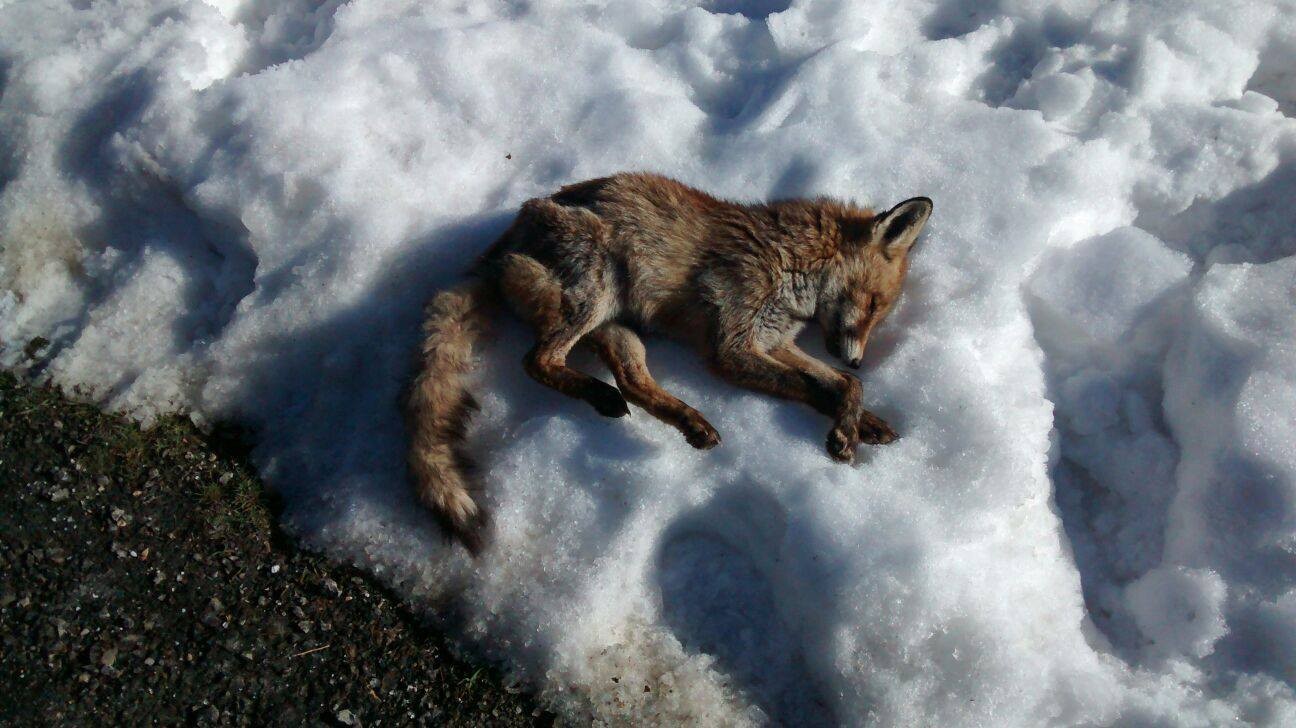 Entzian hilik agertutako animaliak pozoituak izan zirela uste dute