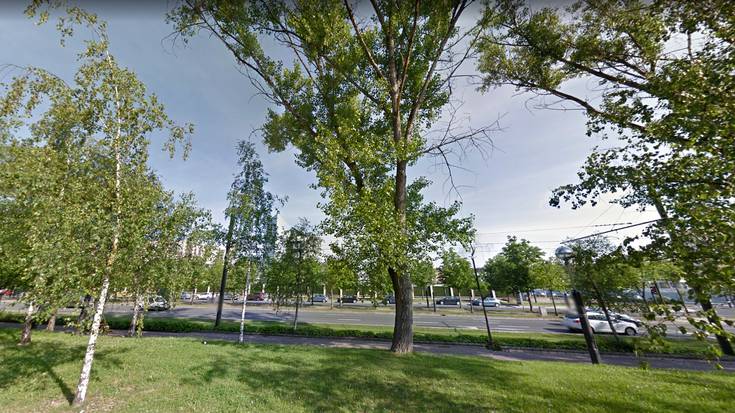 Gasteizko Udalak zuhaitzen mozketa berria abiatuko du