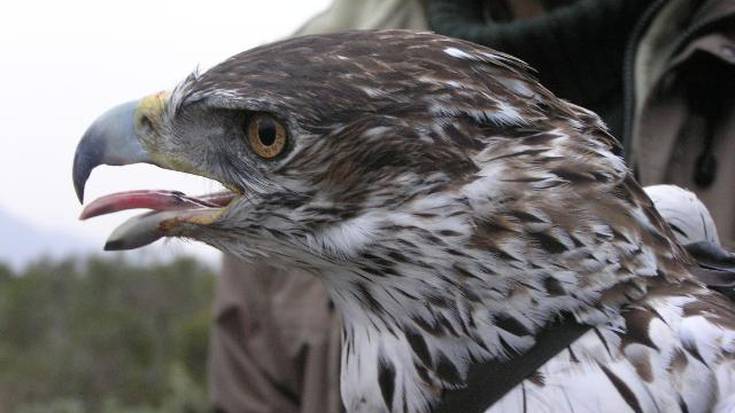 Linea elektrikoak dira Bonelli arranoaren mehatxu nagusia