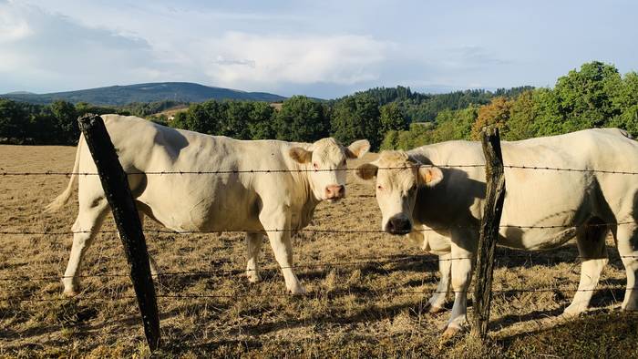 Dermatosiaren aurkako txertoa ez da iritsiko, momentuz, Arabara
