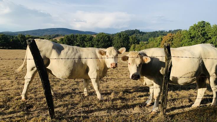 Dermatosiaren aurkako txertoa ez da iritsiko, momentuz, Arabara