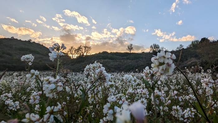 Berdinetan segituko du