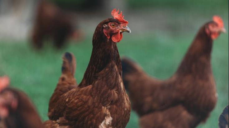 Hegaztiak konfinatzeko erabakia ez dagoela justifikatuta uste dute aldundiek