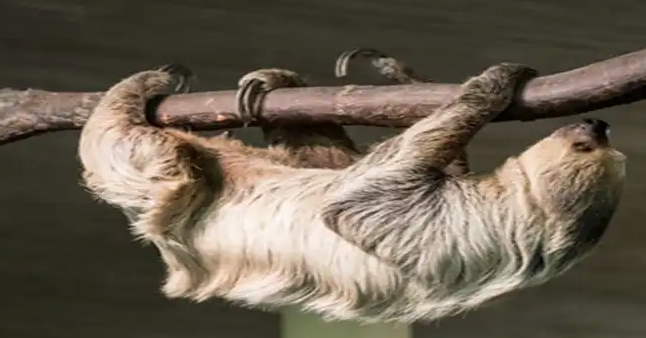 "Slow life" erronkak