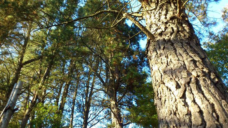 'Haritzak, pinuak eta arranoak... beharrezko eko-ezagutza baten alde'