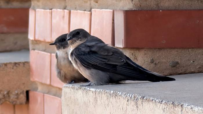 Haize indartsuak, bereziki gauean