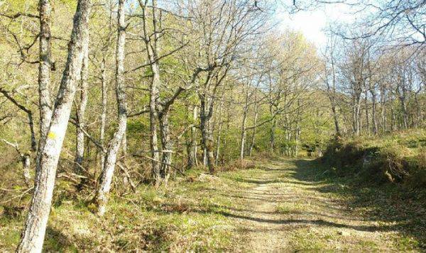 [GEUREKIN MENDIRA]  Narbaiz-Arantzazu-Narbaiza