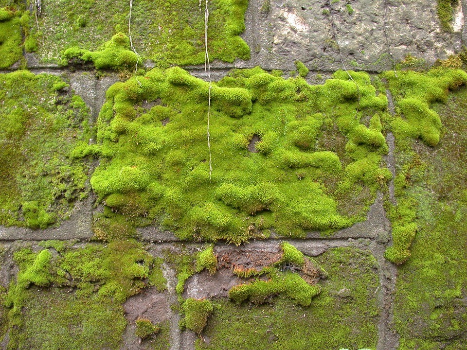 'Ohiturak'