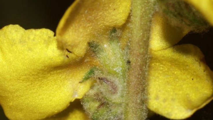 'Verbascum langraizokensis' izendatu dute Arabako bizilagun berria