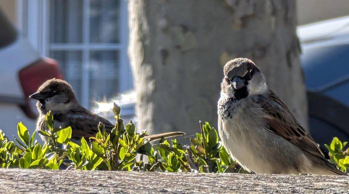 Amiltzear da tenperatura