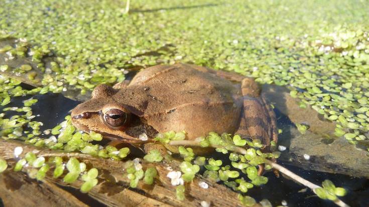 Anfibioak behatzeko gaueko irteera