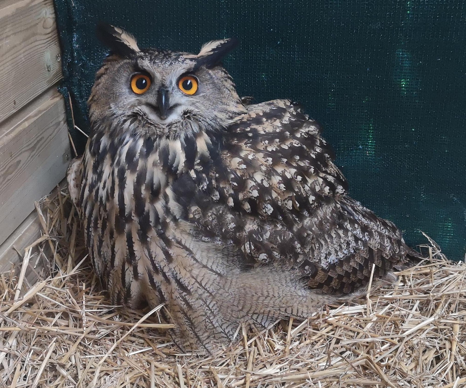 20.000 animalia baino gehiago igaro dira Martiodatik