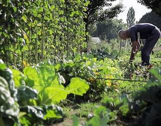 73 komunitate-baratze zabalduko ditu udalak Salburuan