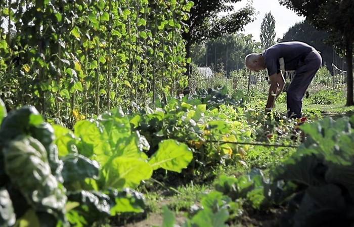 73 komunitate-baratze zabalduko ditu udalak Salburuan